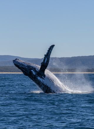 Buckelwal, Coffs Harbour