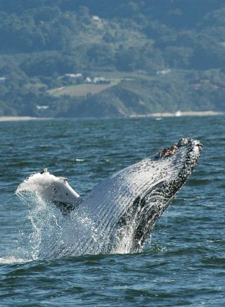 Walbeobachtungstour in Coffs Harbour – Bildnachweis: Walbeobachtungstour