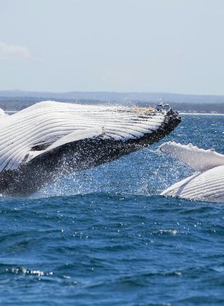 Mother and Calf breaching inside Jervis Bay, Jervis Bay Wild, Jervis Bay - Credit: Maree Clout | Jervis Bay Wild