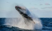 Humpback whale breaching and rolling