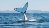 Humpback whale off Sapphire Coast, South Coast NSW