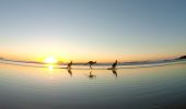 Kangaroos at Emerald Beach during sunrise, Coffs Coast