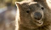 Wombat enjoying Symbio Wildlife Park in Helensburgh 