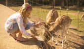 Young girl feeding the deer's behind the enclosure, Mogo Zoo, Mogo, South Coast