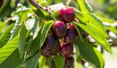 Cherries in the Allambie Orchard, Wombat - Young Area