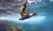 Seal swimming at Montague Island near Narooma