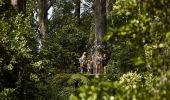 Visitors enjoying the Illawarra Fly Zipline Tour in Knights Hill, south of Wollongong