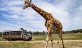Visitors on board the Savannah Safari Tour watching a giraffe at Taronga Western Plains Zoo, Dubbo
