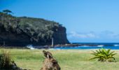 Kangaroos grazing at Pebbly Beach in Murramarang National Park, South Coast