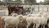 A stockman works with sheep during a show at the Back O' Bourke Exhibition Centre - Bourke - Outback