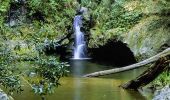 Potoroo Falls at Tapin Tops National Park in Wingham