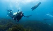 Woman scuba diving with a seal at Montague Island near Narooma, Batemans Bay, South Coast