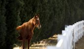 Horse on a property in Wollombi in Hunter Valley, Hunter region 