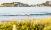 Dolphins catching a wave at Terrigal Beach in Terrigal - Central Coast