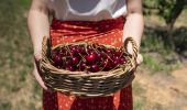 Woman holding freshly picked cherries at Valley Fresh Cherries & Stonefruits in Young, Country NSW