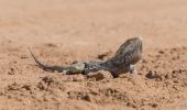 Lizard at Willandra National Park, Outback NSW