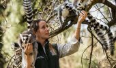 Zoo keeper and ring-tailed lemurs at Taronga Western Plains Zoo, Dubbo
