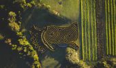 Aerial overlooking the Bago Maze at Bago Maze and Winery, Wauchope
