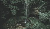 Crystal Shower Falls, Dorrigo National Park