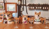 圖片來源：Hanging Tree Wines
