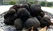 Plate of freshly picked truffles at Lowes Mount Truffiere, Oberon