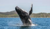 Humpback Whale breaching off Point Plomer, Port Macquarie