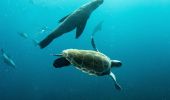 Seals and turtles swimming, Jervis Bay Marine Park, Jervis Bay - Credit: Jordan Robins