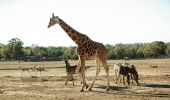 Zoofari-Tiere, Taronga Western Plains Zoo, Dubbo