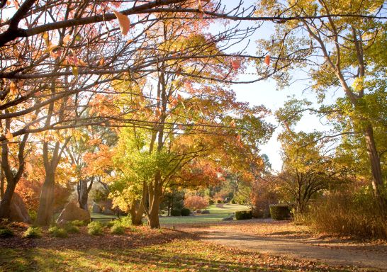 Rustic autumnal colours in the Cowra Japanese Garden, NSW
