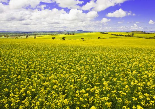 Canola Fields - Harden - Young Area