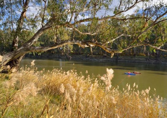 Two kayakers paddling on the Murrumbidgee River, Narrandera, NSW