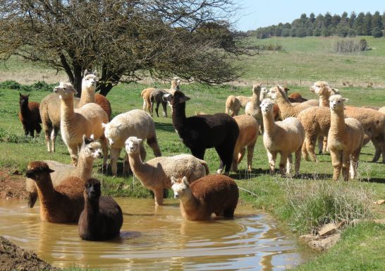 A herd of alpacas at a waterhole, Alpaca Farm Experience, Crookwell