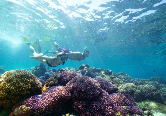 Snorkelling on Lord Howe Island