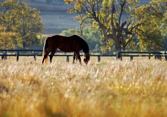 Scone Horse Festival - Scone - Upper Hunter