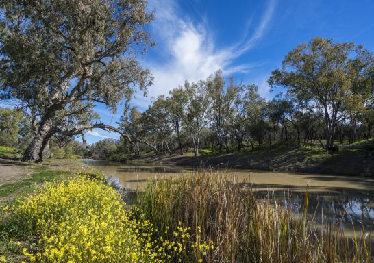 Trees and wildflowers surround the banks of the scenic Namoi River in Walgett