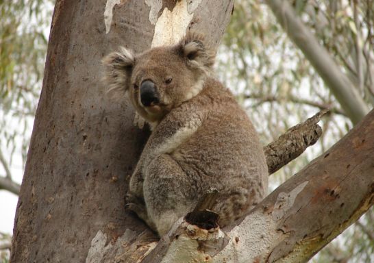  A koala sitting in a tree in the Koala Reserve, Narrandera, NSW