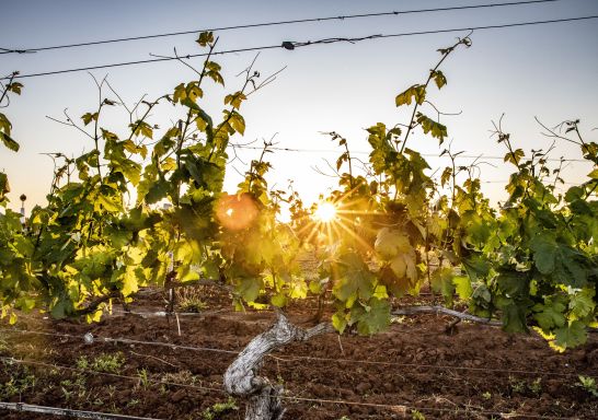 Countryside - Hunter Valley