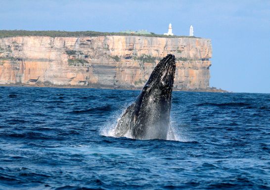 Whale breaching at Point Perpendicular, Jervis Bay