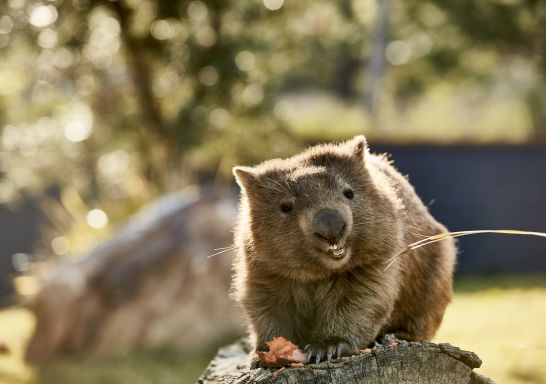 Millie the wombat at Symbio Wildlife Park in Helensburgh
