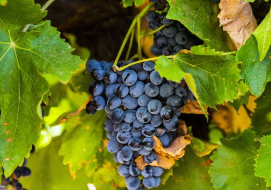 Calabria Family Wines - Griffith, Riverina