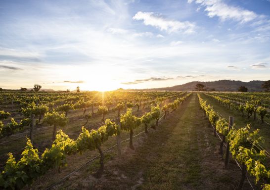 Burnbrae Wines in Mudgee - Country NSW