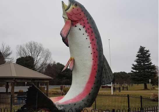 The Big Trout, Adaminaby