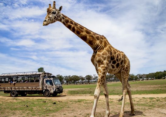 Visitors on board the Savannah Safari Tour watching a giraffe at Taronga Western Plains Zoo, Dubbo