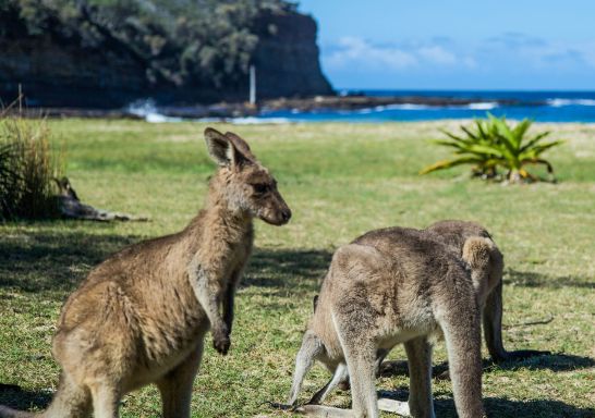 Kangaroos grazing at Pebbly Beach in Murramarang National Park, South Coast