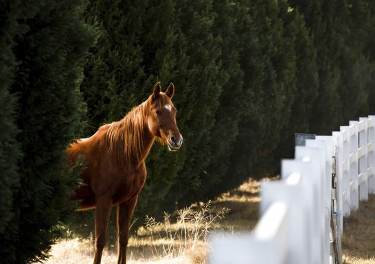 Horse on a property in Wollombi in Hunter Valley, Hunter region 