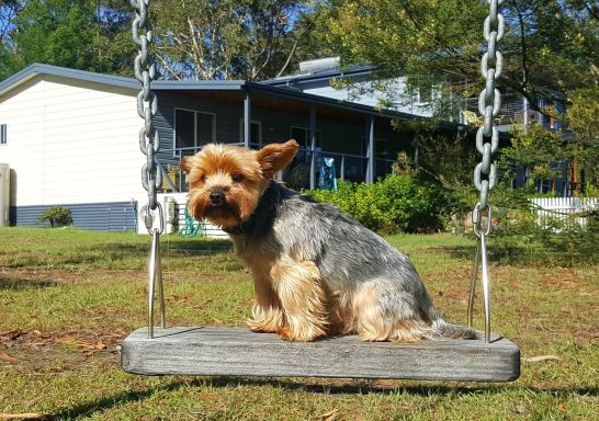 A cute dog sitting on swing, Finchley B and B in, Jervis Bay & Shoalhaven