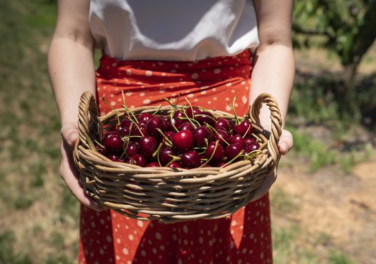 Woman holding freshly picked cherries at Valley Fresh Cherries & Stonefruits in Young, Country NSW