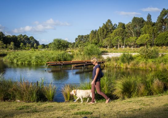 Woman walking her dog by the picturesque wetlands located in the award-winning Sydney Park in St Peters - Moore Park - Sydney East