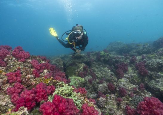 Scuba diver exploring the soft coral reef at the Cook Island dive site, Fingal Head