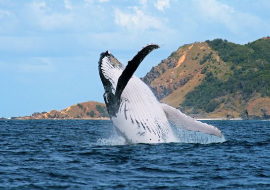 Credit: Whale Watching Byron Bay